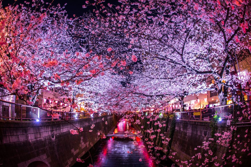 Cherry Blossom Festival i Japan
